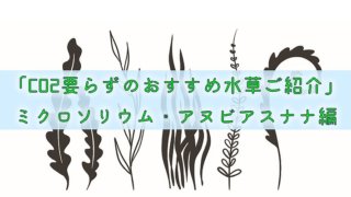 「CO2要らずのおすすめ水草ご紹介」ミクロソリウム・アヌビアスナナ編